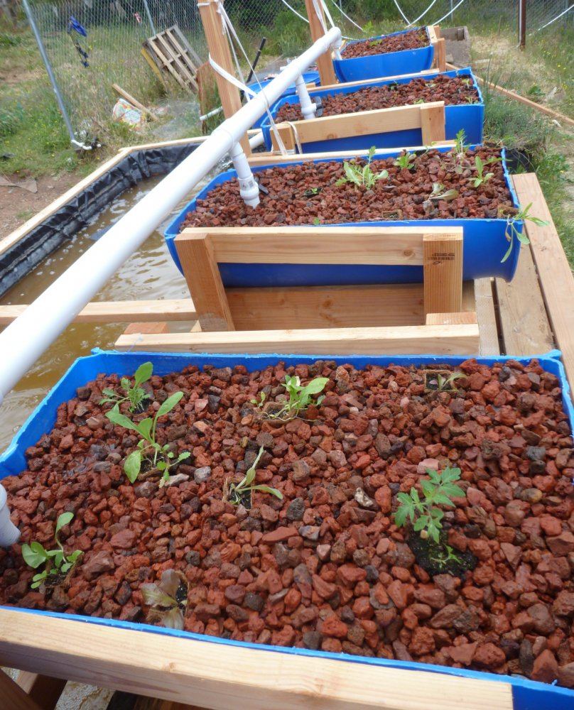 Our aquaponics system 9