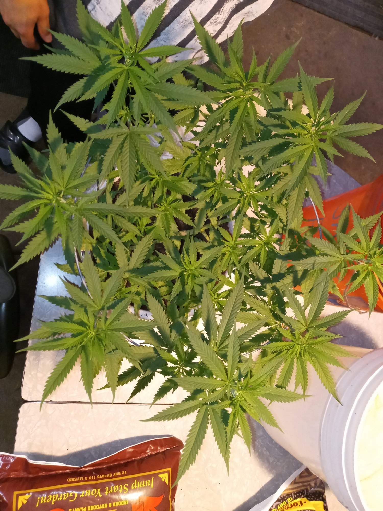 Our girls first time growers 13