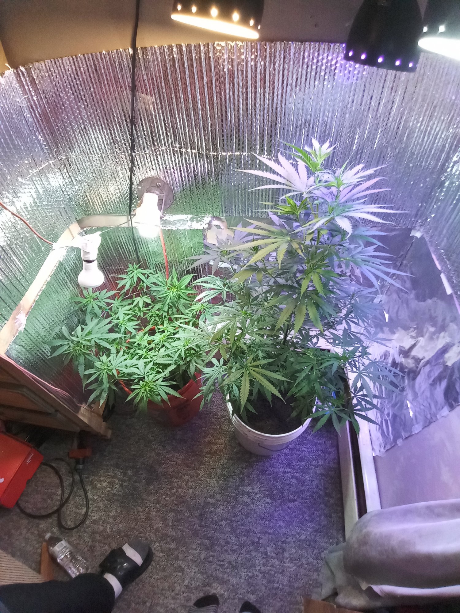 Our girls first time growers 3