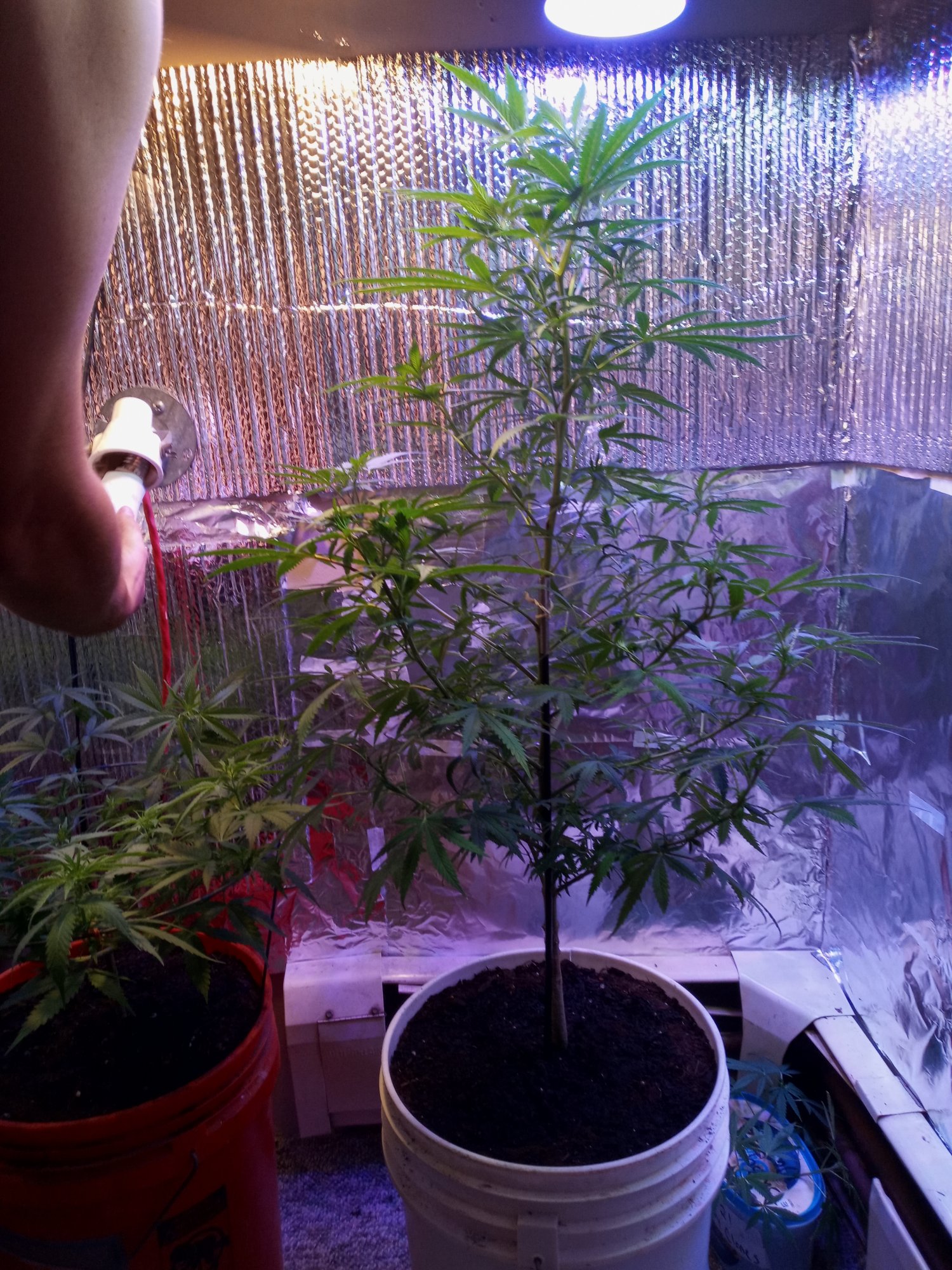 Our girls first time growers 8