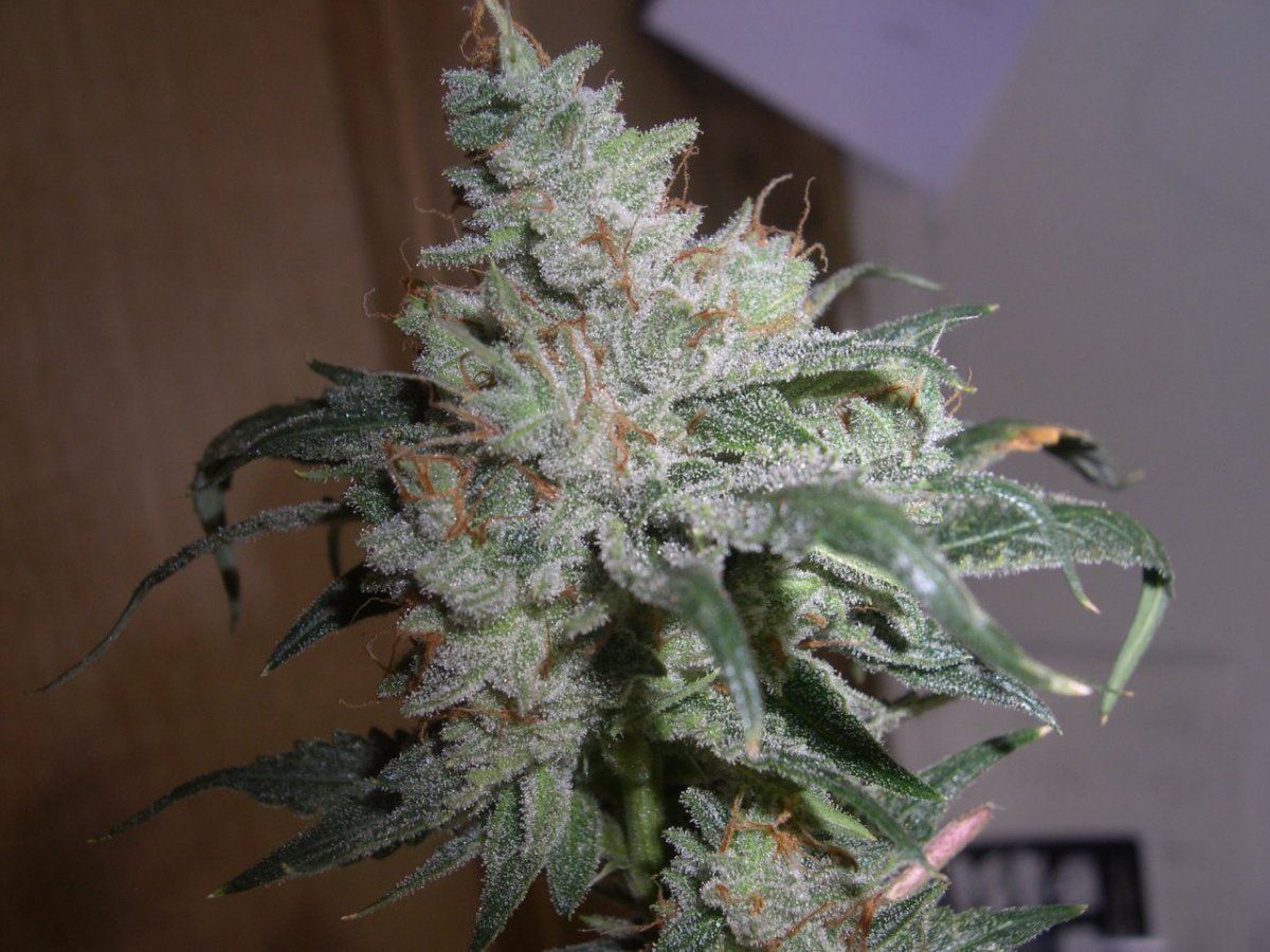 Our strawberries4 pheno types 3