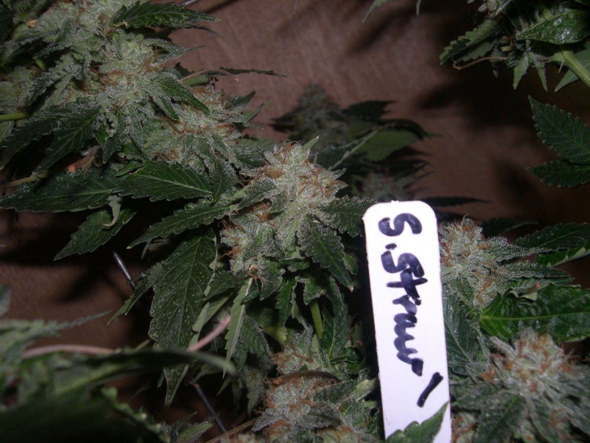 Our strawberries4 pheno types 4