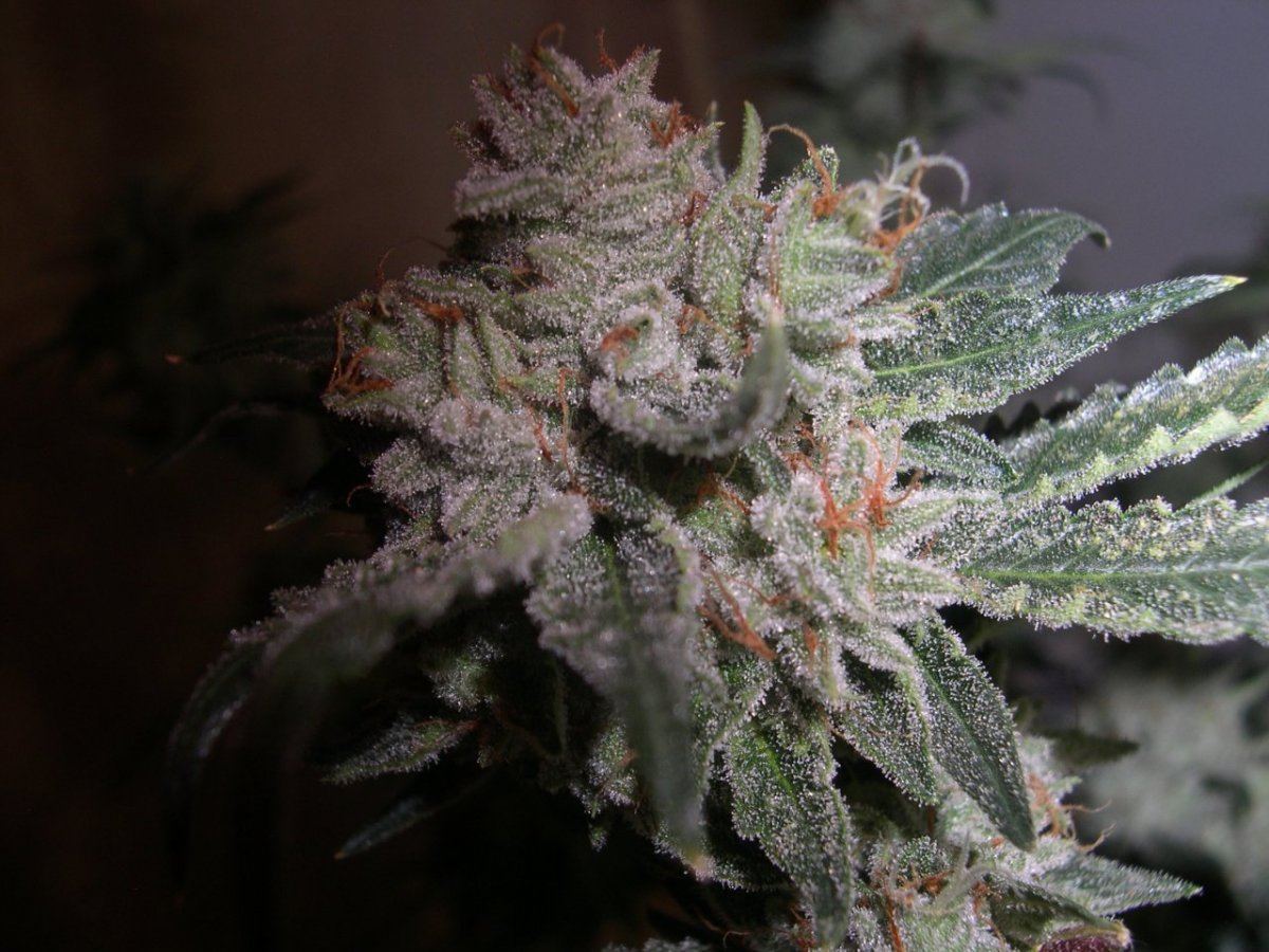Our strawberries4 pheno types 5
