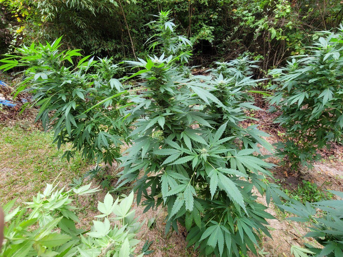 Out door grow 10