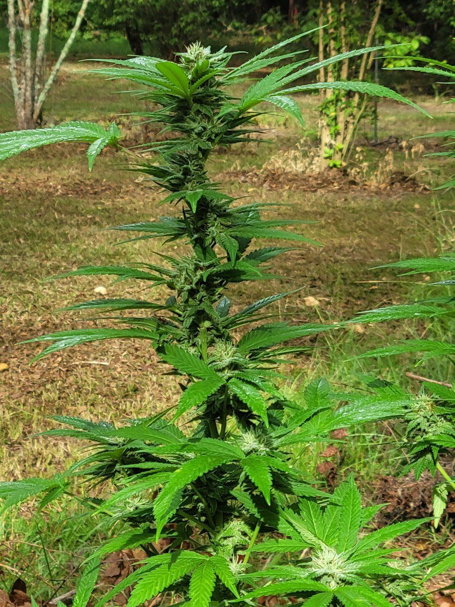 Out door grow 4