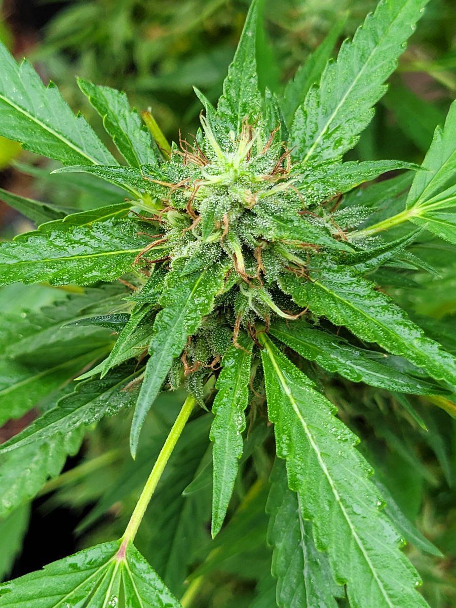 Out door grow 6
