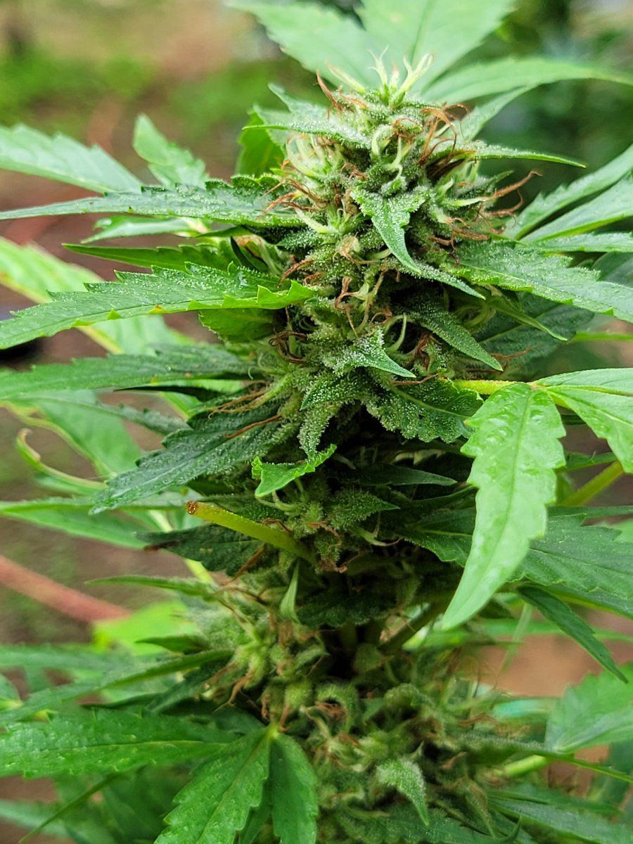 Out door grow 7