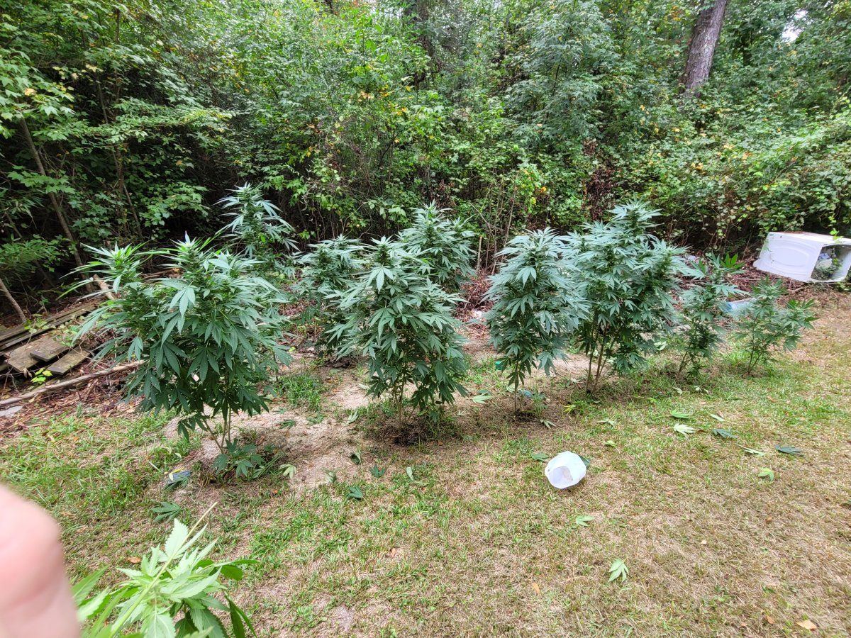 Out door grow 8
