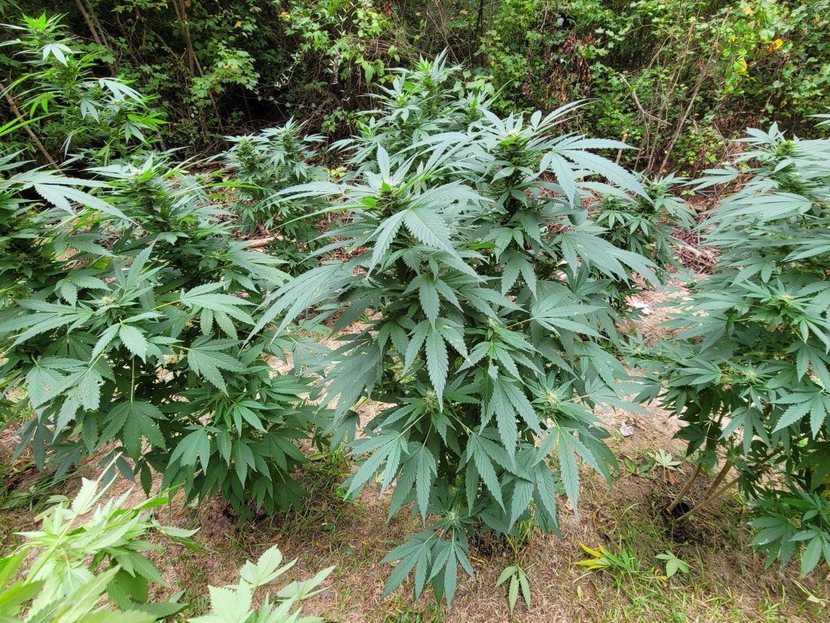 Out door grow 9