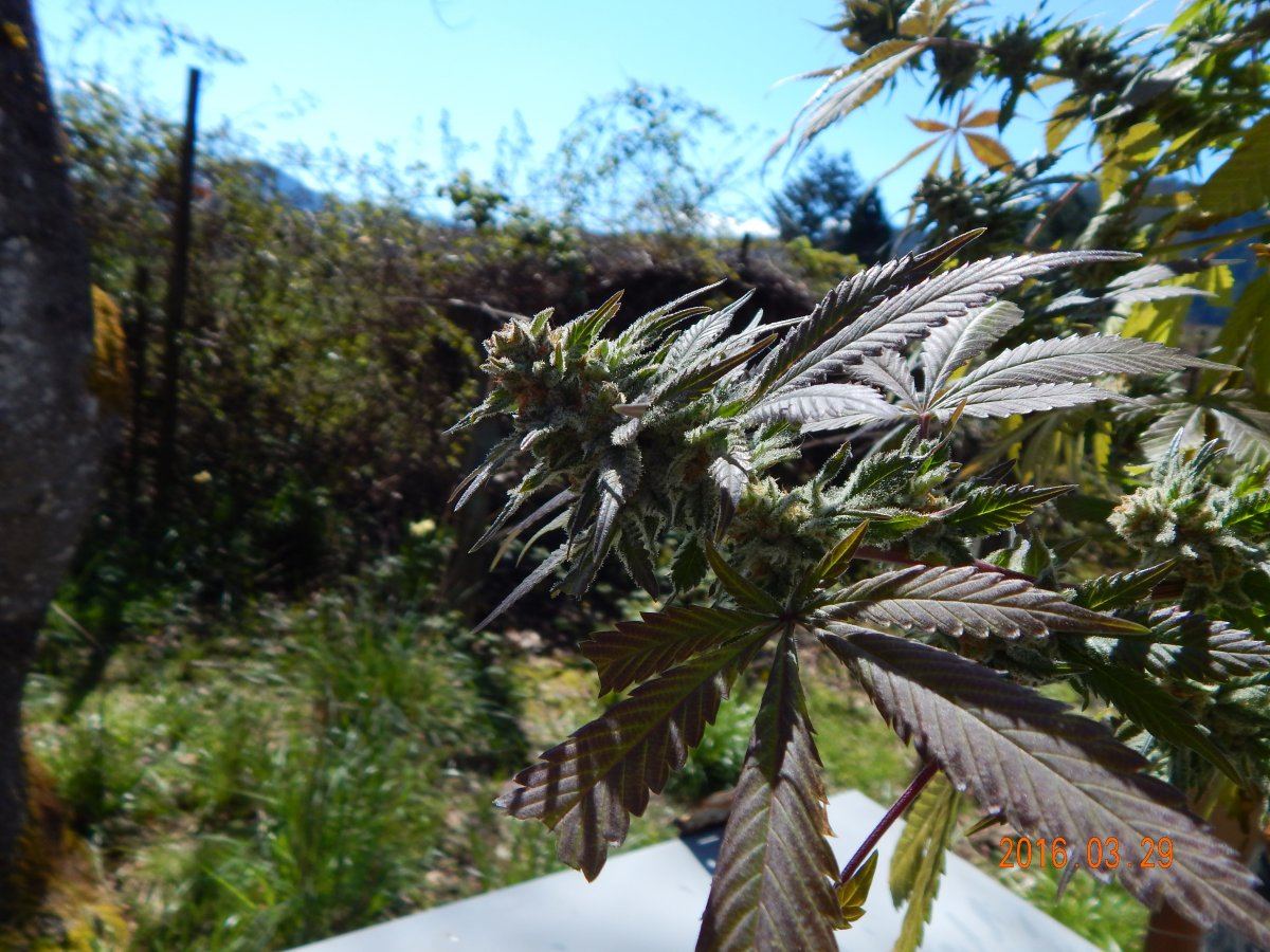 Outdoor 005