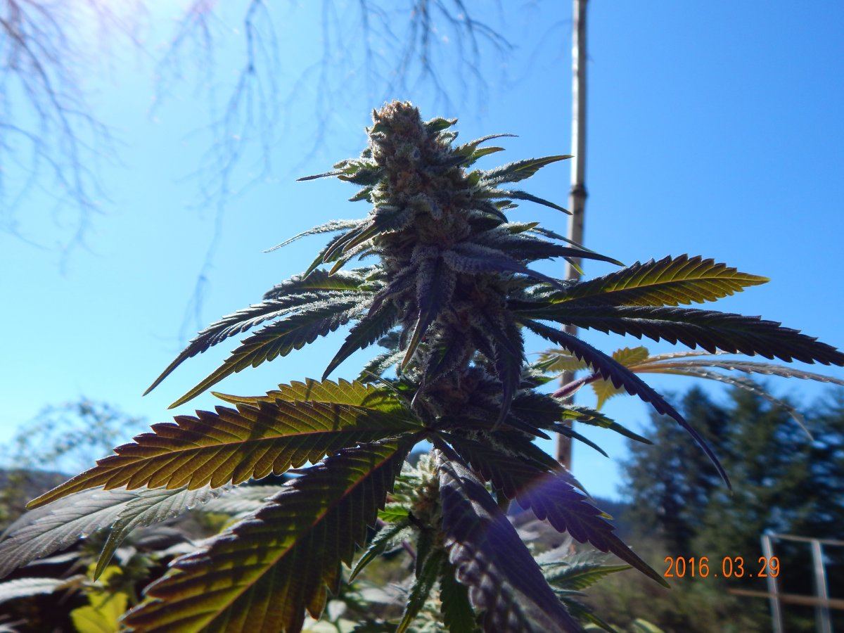 Outdoor 006