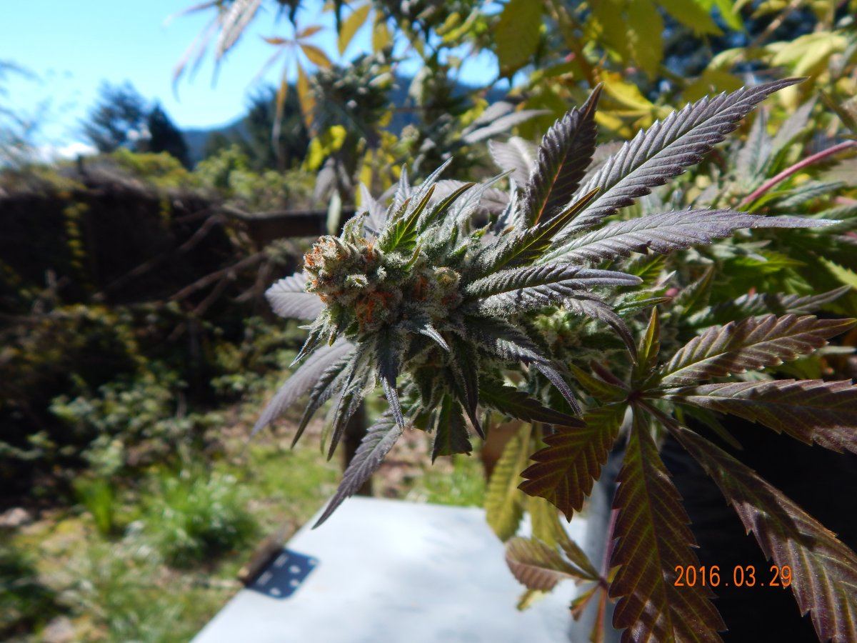 Outdoor 007