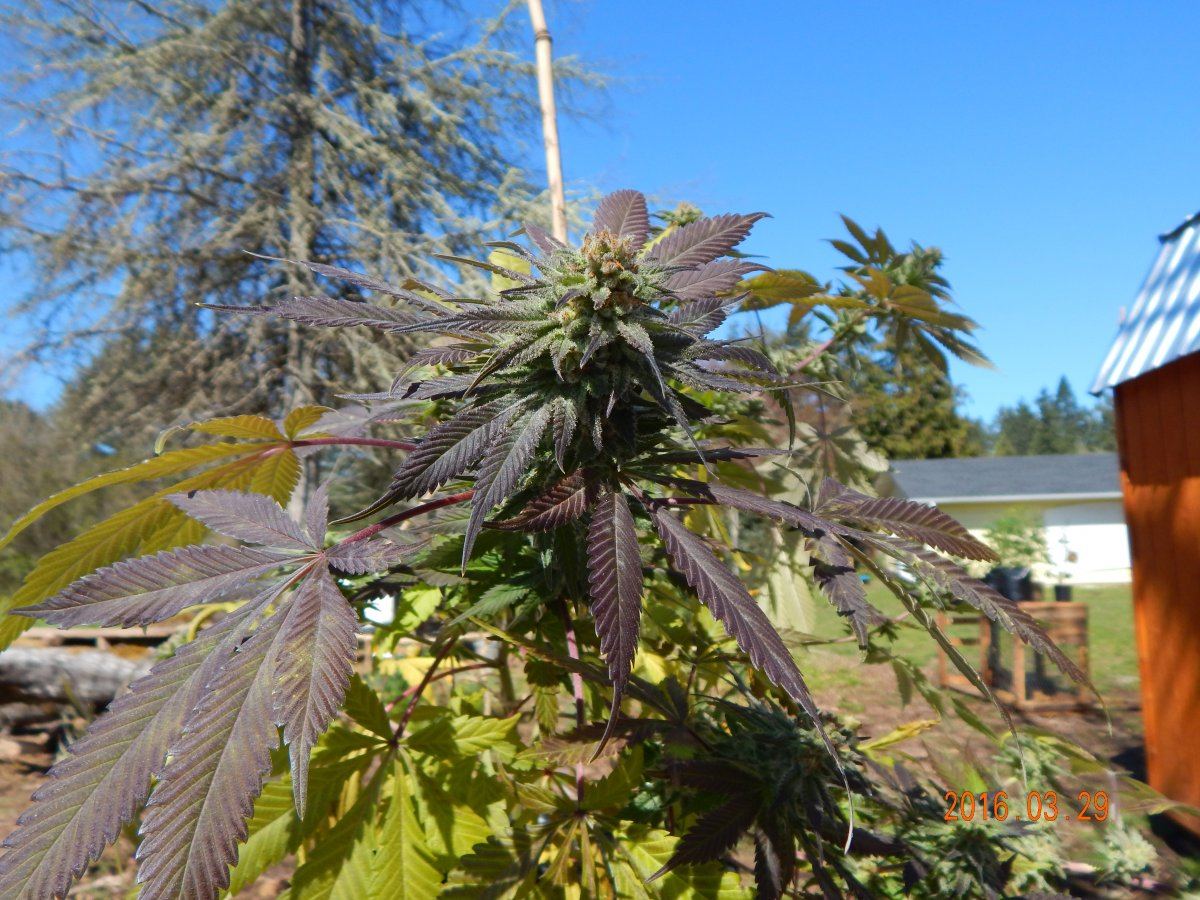Outdoor 008