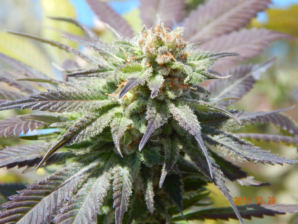 Outdoor 009