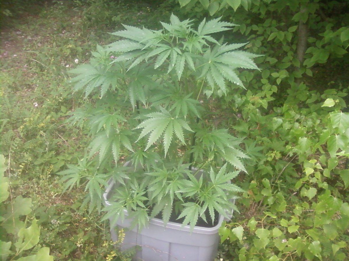 Outdoor 1