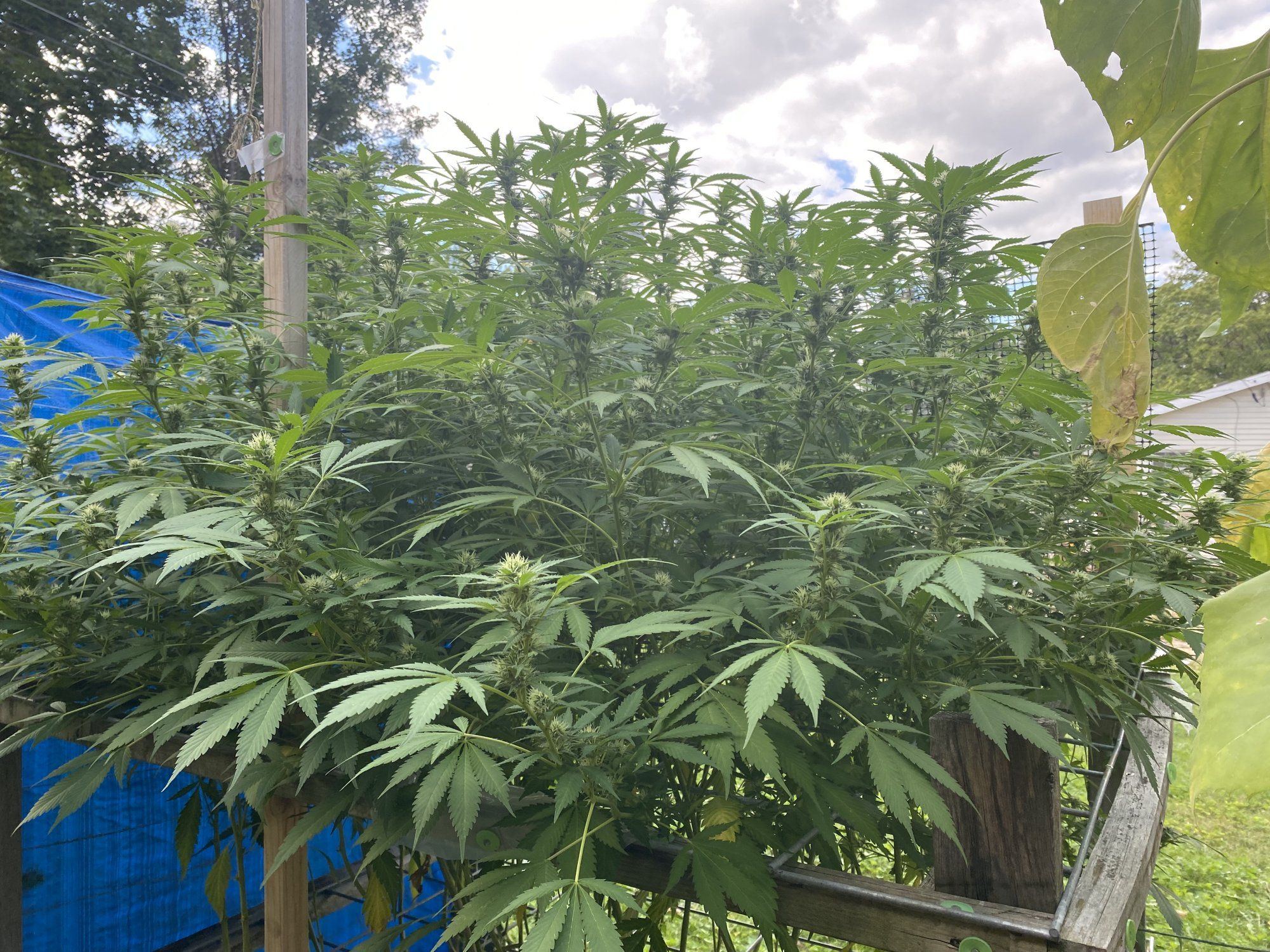 Outdoor 2021 blueberry and sour d 12