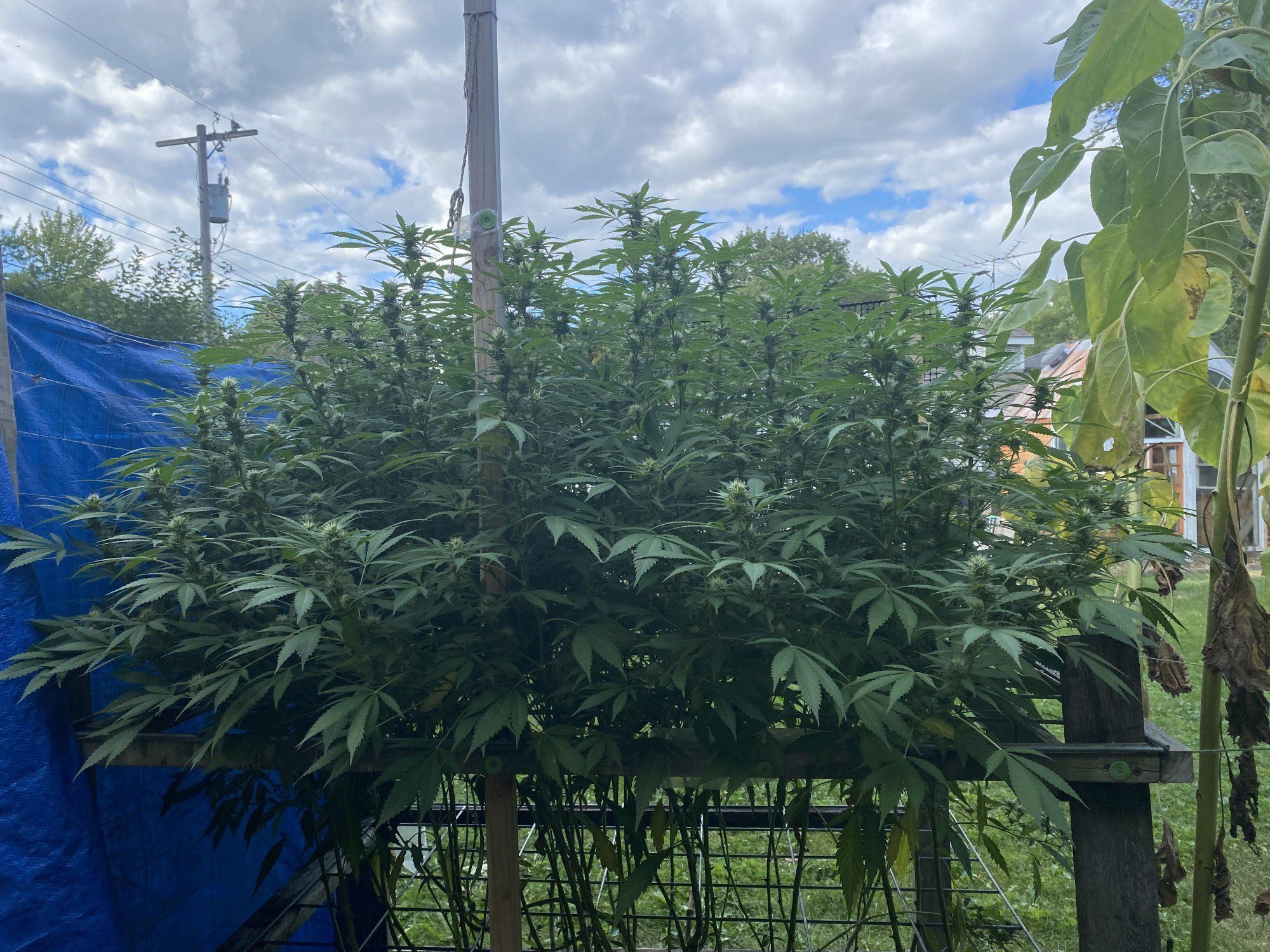 Outdoor 2021 blueberry and sour d 13
