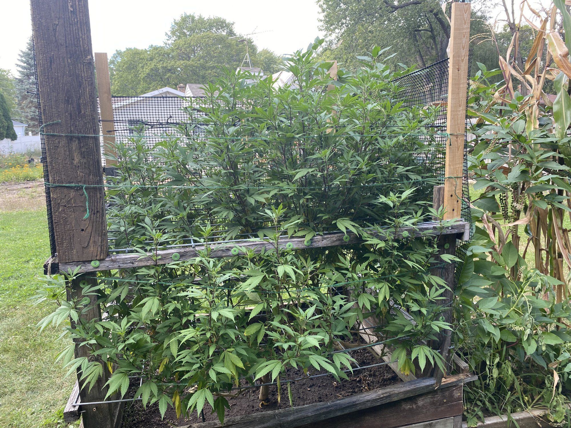 Outdoor 2021 blueberry and sour d 15