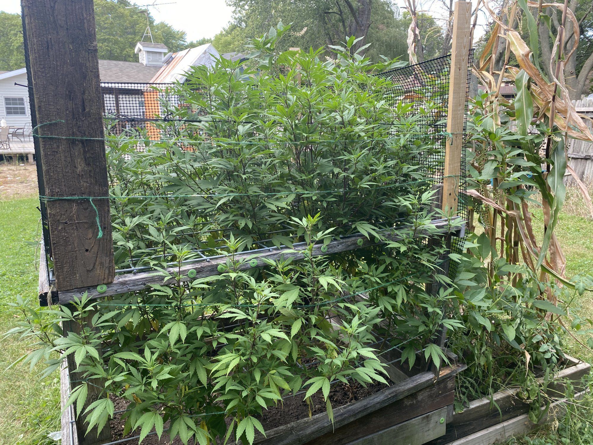 Outdoor 2021 blueberry and sour d 3