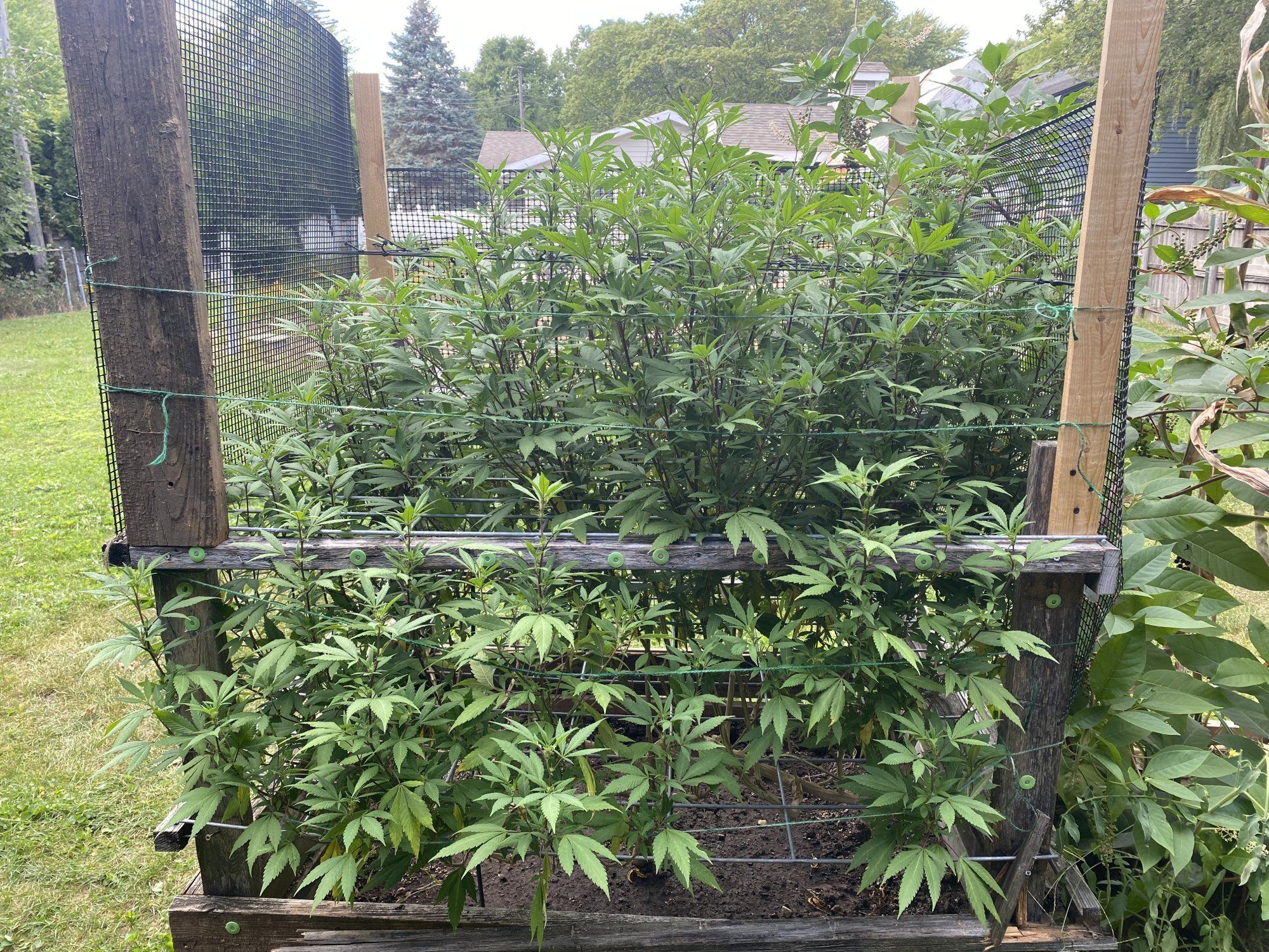 Outdoor 2021 blueberry and sour d 4