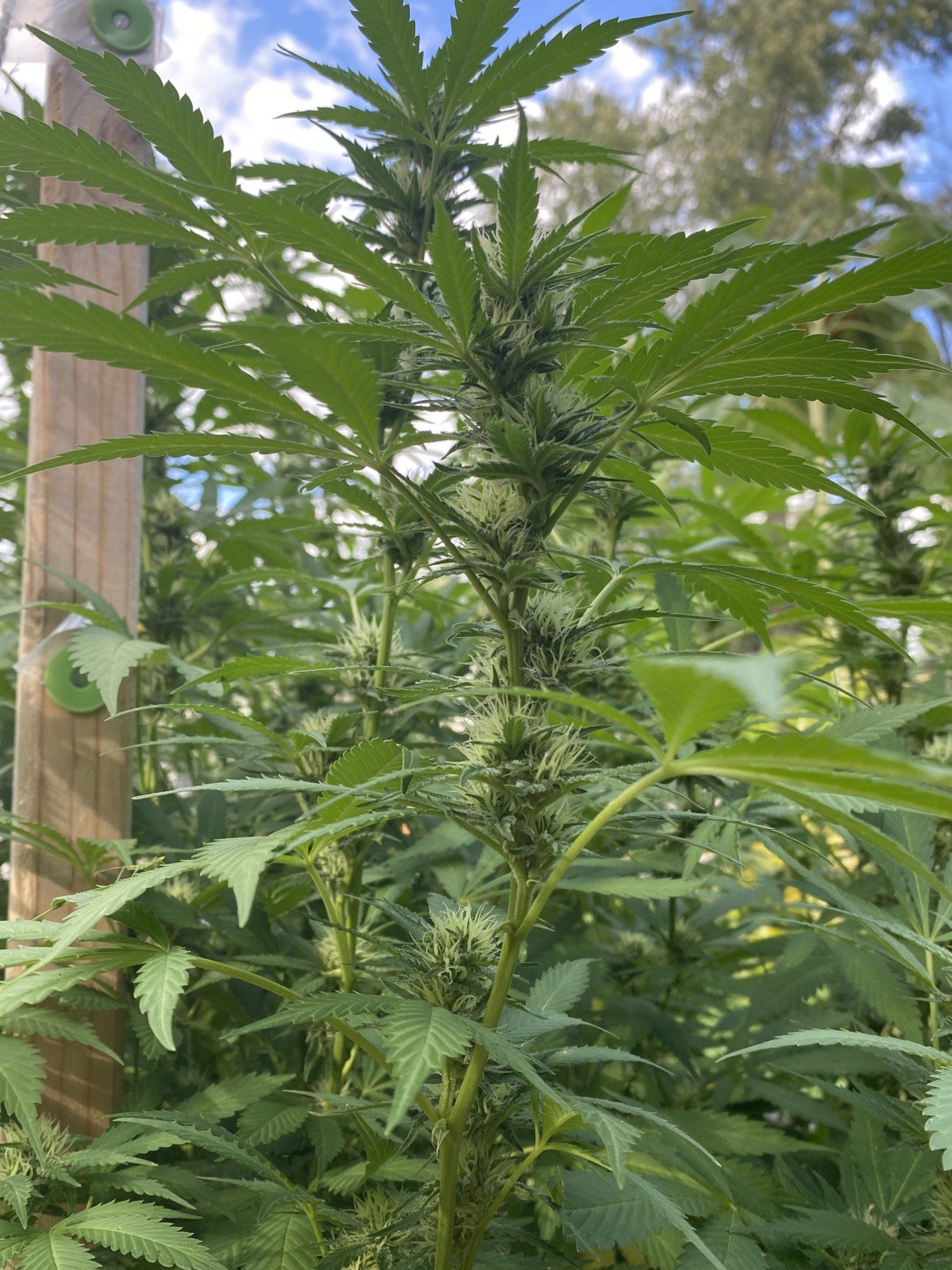 Outdoor 2021 blueberry and sour d 6