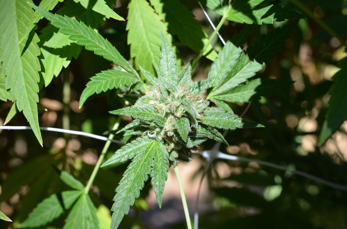 Outdoor black yeti