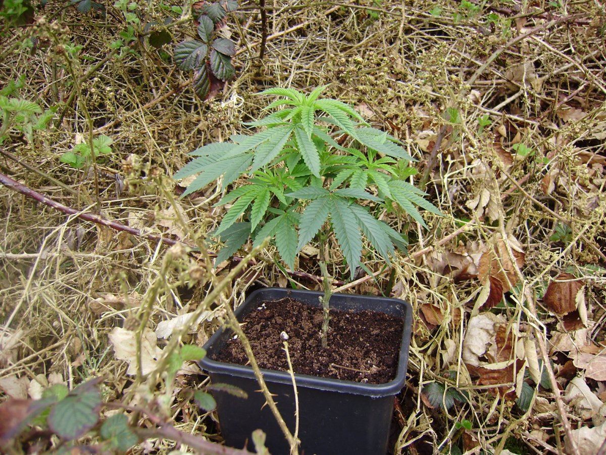Outdoor bubbas 2