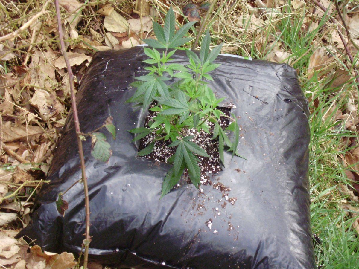 Outdoor bubbas1