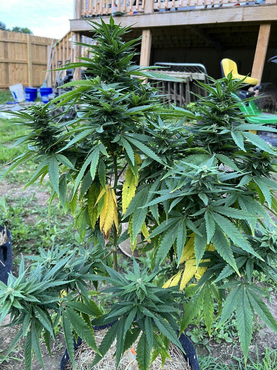 Outdoor california dream yellowing lower leaves 2