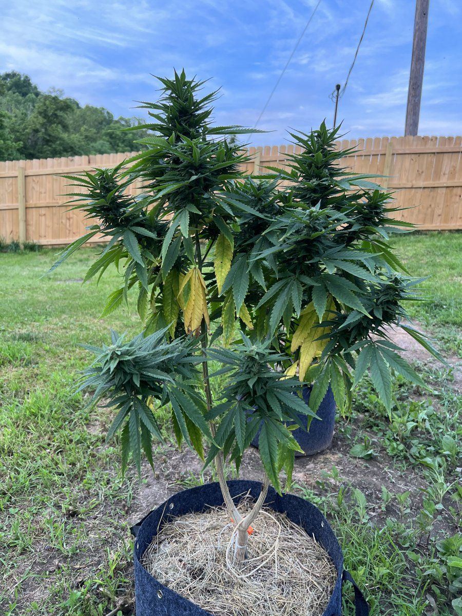 Outdoor california dream yellowing lower leaves 3