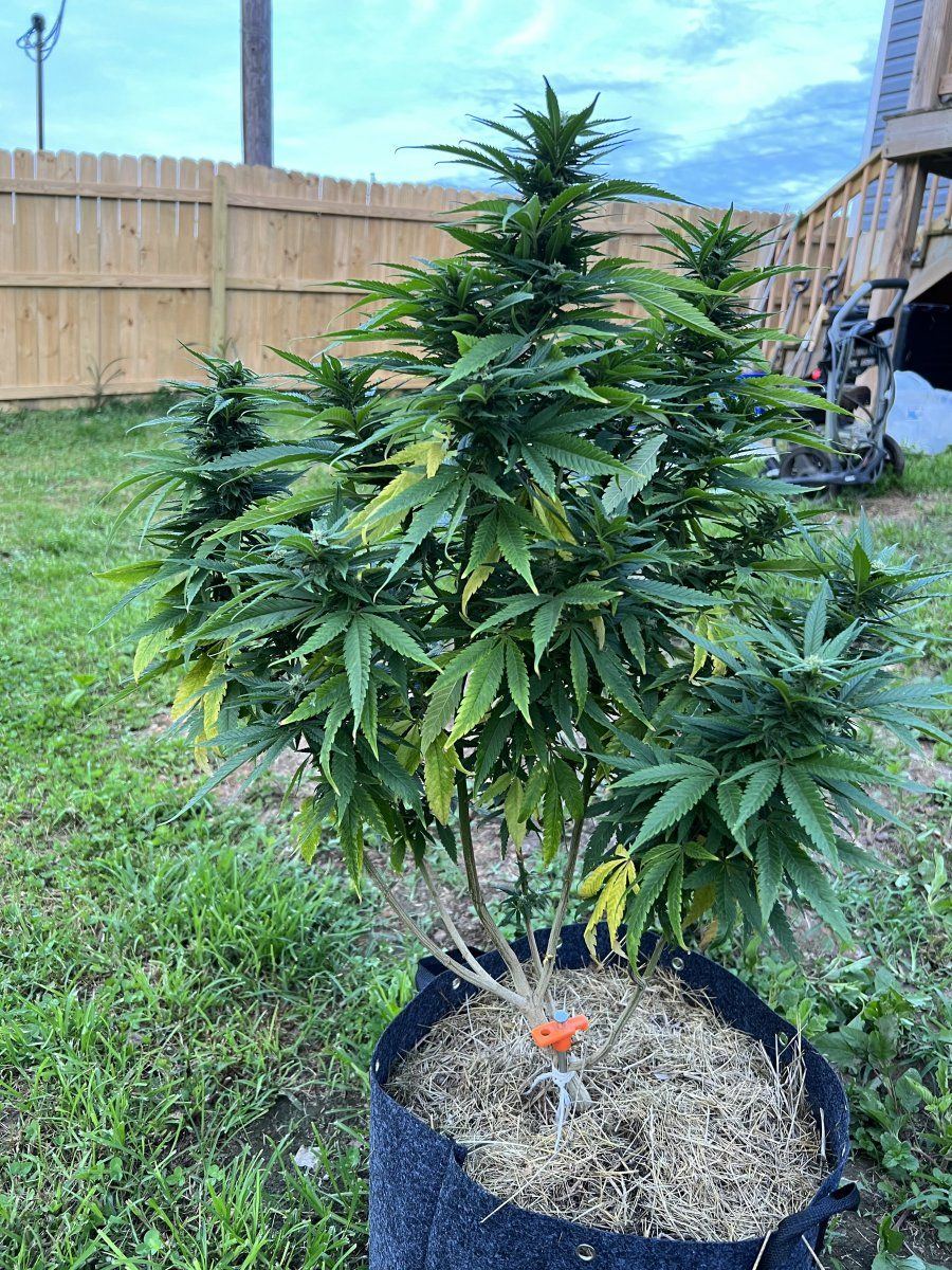 Outdoor california dream yellowing lower leaves