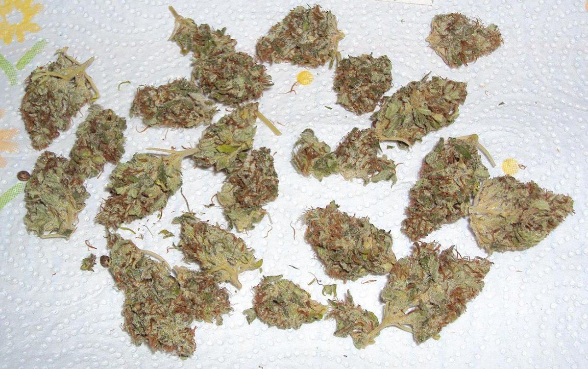 Outdoor dried budshots 2