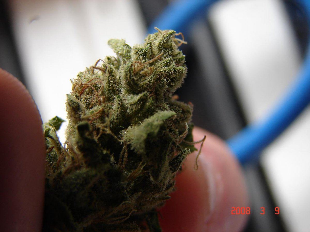 Outdoor dried budshots 4