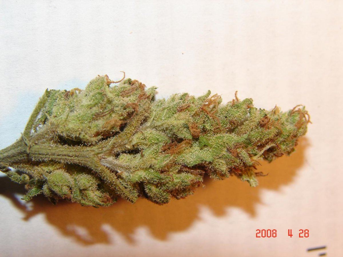 Outdoor dried budshots 5
