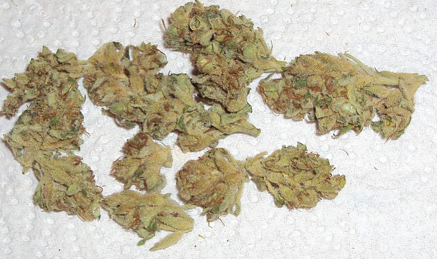 Outdoor dried budshots 7