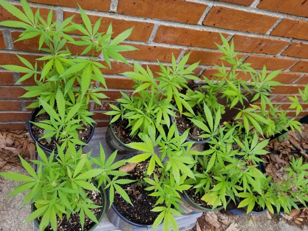 Outdoor early flower