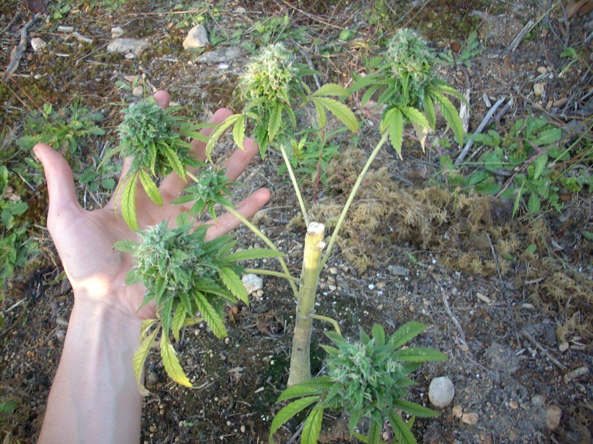 Outdoor early purple kush report 4