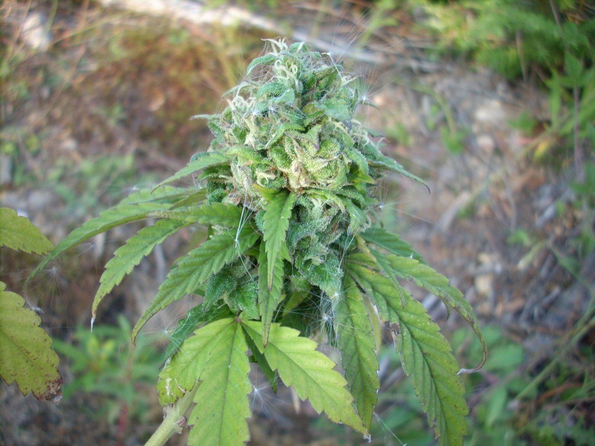 Outdoor early purple kush report 5