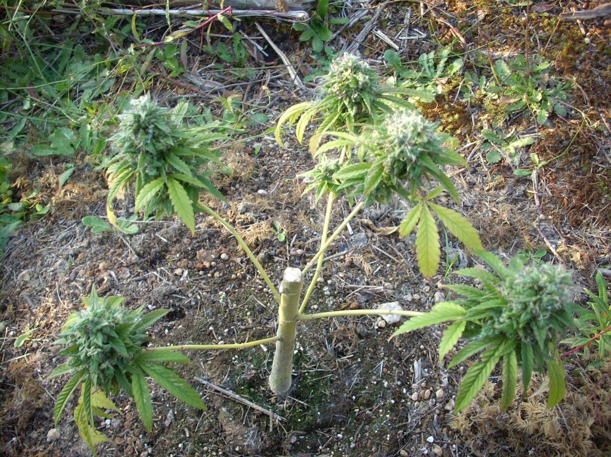 Outdoor early purple kush report 6
