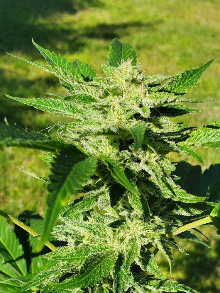 Outdoor gelato 33 3
