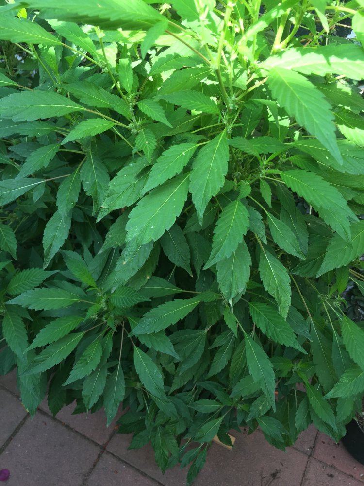 Outdoor gg4 covered in single leaflets