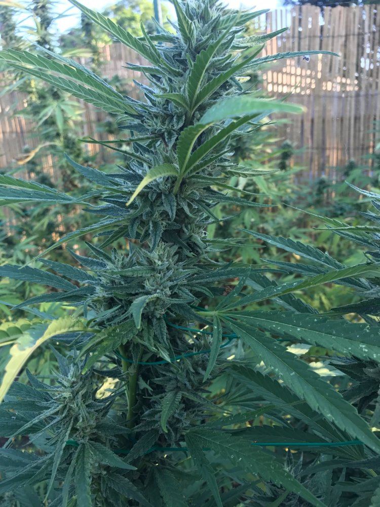 Outdoor grease monkey 2