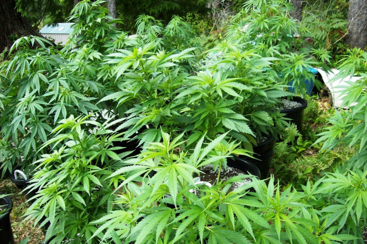 Outdoor Grow 2011 07 20 006