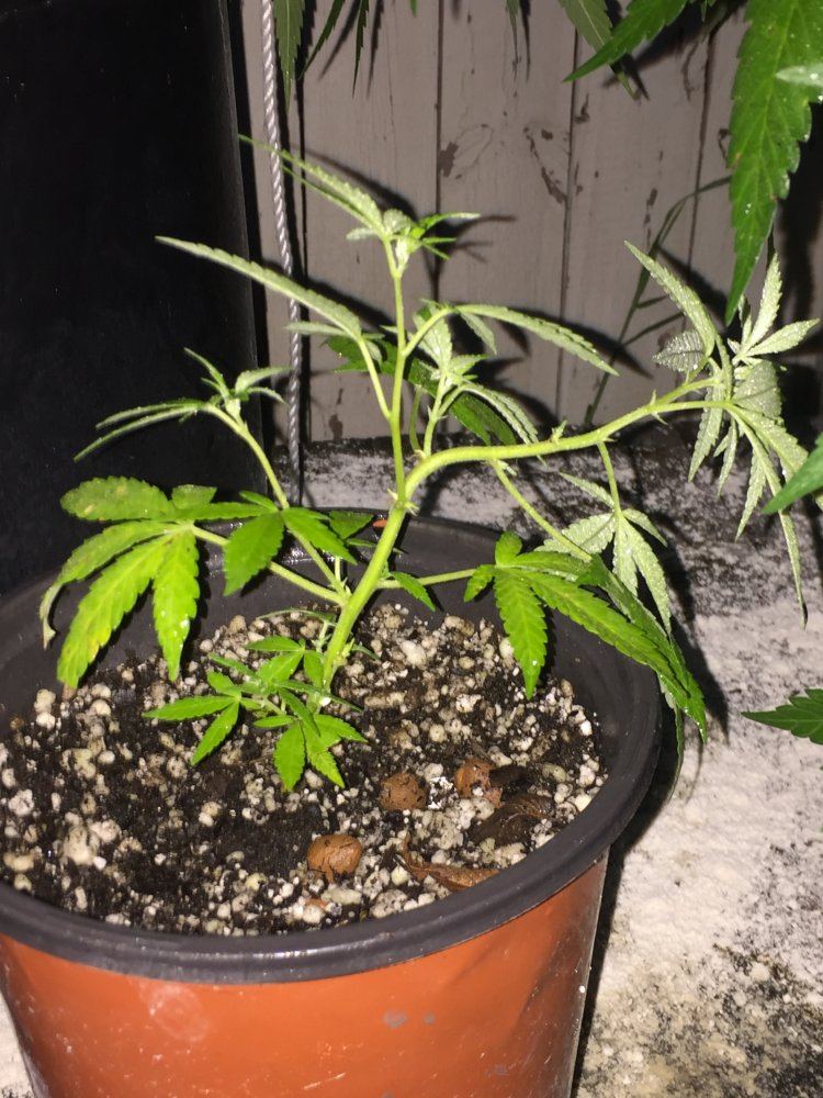 Outdoor grow 2017 2