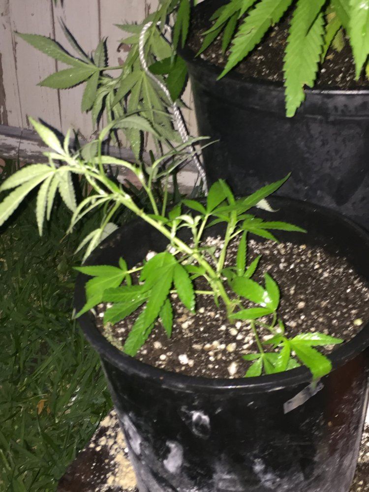 Outdoor grow 2017 3