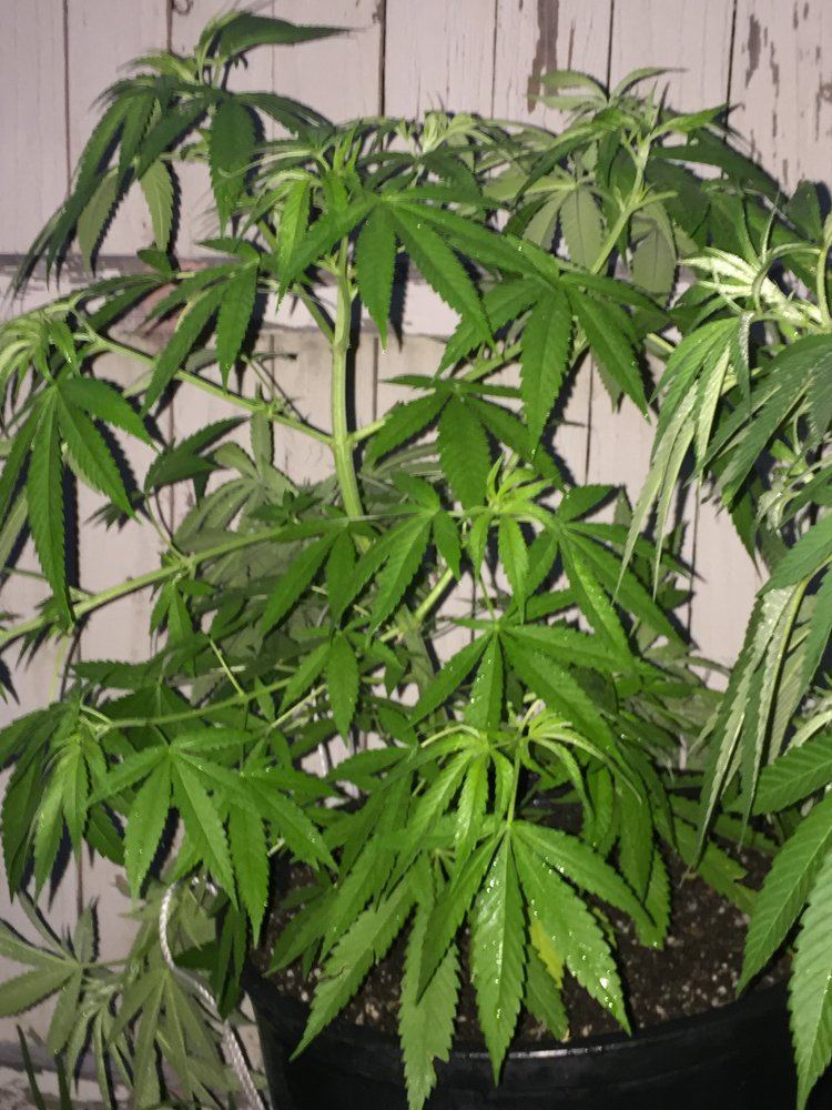 Outdoor grow 2017 4