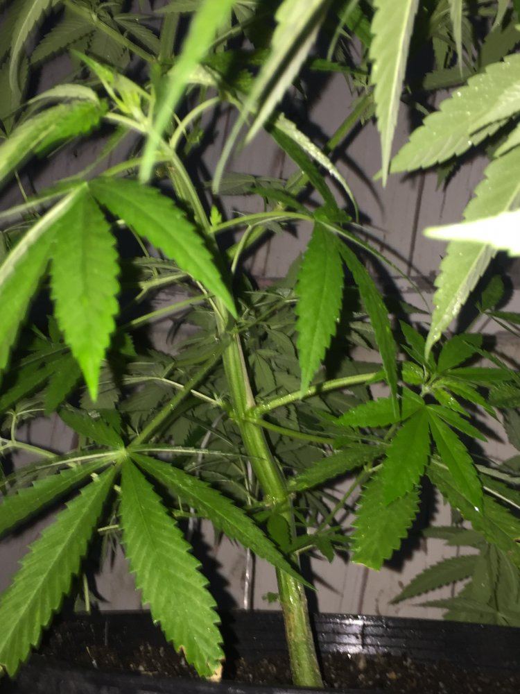 Outdoor grow 2017 5