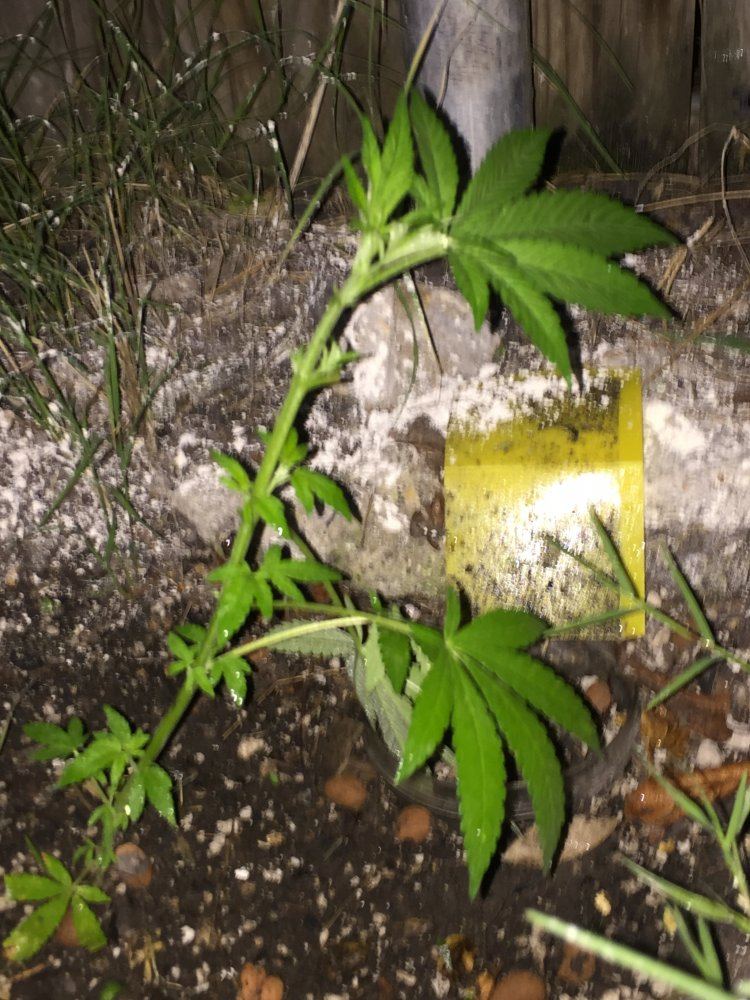 Outdoor grow 2017 7