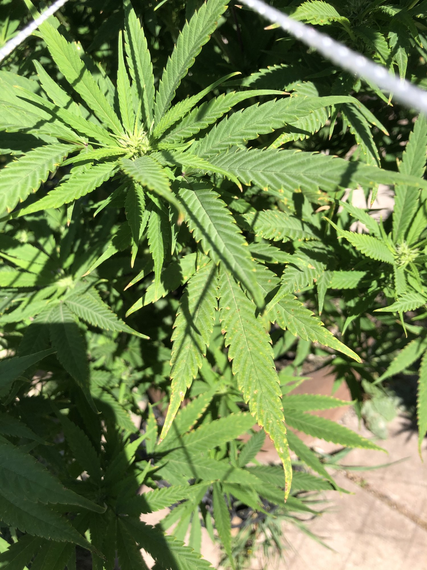 Outdoor grow 2nd week flower problems please help 11