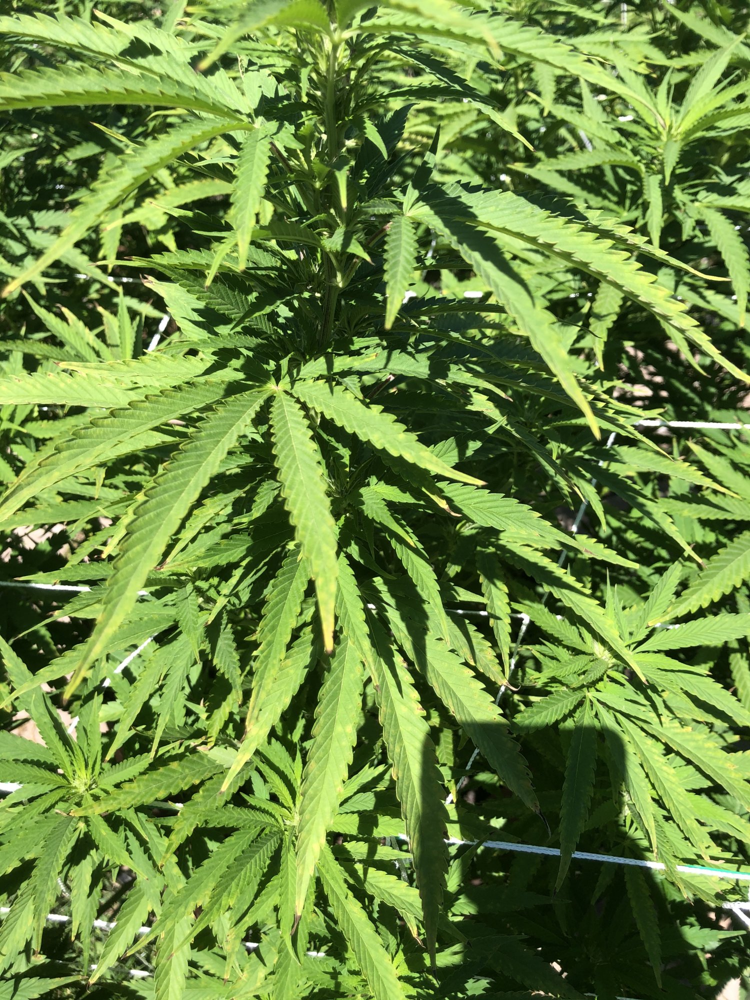 Outdoor grow 2nd week flower problems please help 12
